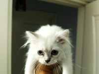 British Shorthair yavruları