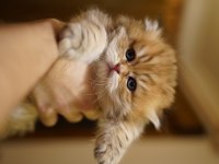 Golden British Longhair Yavrular