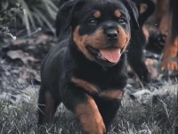 Macar Rottweiler Yavrular