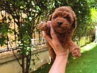 Redbrown toy poodle yavrularımız