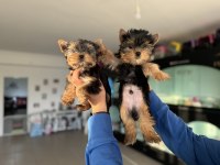 Show Kalite Tea Cup Yorkshire Terrier Köpekler