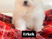 Erkek Pomeranian Boo