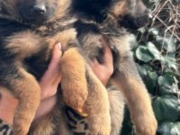 ALMAN KURT YAVRULARI ÜCRETSİZ DEĞİLDİR