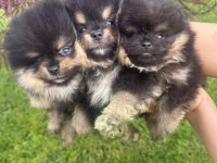 3 adet Black and tan yavri pomeranian