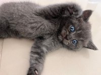 British shorthair erkek