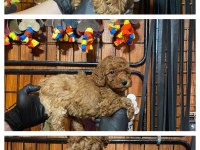 Burkemden safkan poodle bebeklerimiz