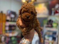 IRK VE SAĞLIK GARANTİLİ KORE TOY POODLE YAVRULARIMIZ