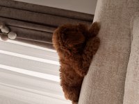 Acil satılık toy poodle