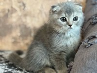 Yavru scottish fold yavrumuz