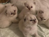 PRENS VE PRENSESLER A KALİTE BRİTİSH