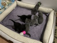 35 günlük safkan british shorthair