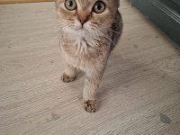 British Shorthair Kedisi