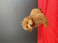 14 ŞUBAT DOĞUMLU MALTİPOO OĞLUMUZ