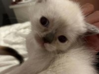 Birman Cinsi Kedimiz