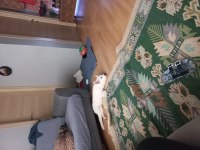 Husky dişi yavru 3 aylık