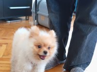 11 aylık erkek pomeranian
