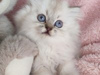 3 Yeni British Longhair Bebekler