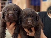 Çikolata Labrador
