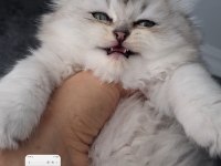 Çok sağlıklı british longhair