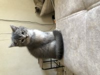 KEDİMİZE ACİL YUVA ARANIYOR