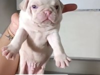 Egzotik pink taşıyıcı pug yavrular garantilidir