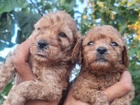 KALİTELİ POODLE YAVRULAR MEVCUT HER TONDA