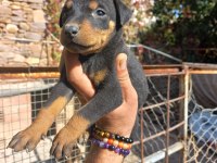 A Kalite King Doberman Yavrular