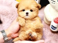 OYUNCU TOY POODLE BEBEKLERIMIZ