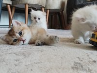 Tatlı british shorthair maviş kediler