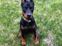 Yakın Koruma Sağlık Ve Irk Garantili Doberman
