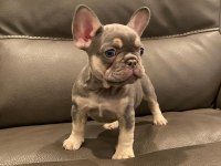FRENCH BULLDOG YAVRULARI