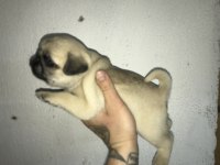 Yeni ailesini arayan kaliteli pug yavrular