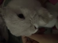 Cüce tavşanımı sahiplendiriyorum