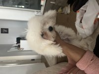 Korekan Maltese Terrier