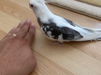 Damızlık Wf Erkek Sultan Papağanı