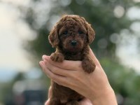 a kalite sağlık garantili poodle yavrularımız