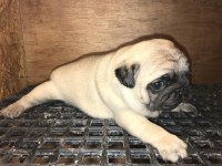 Üst segment pug mops yavrular