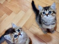 Güzeller Güzeli British Shorthair Bebekler