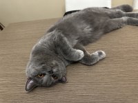 British shorthair çok uysal gri kedimiz