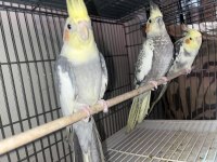 Yetişkin dişi ve erkek sultan papağanı mevcuttur