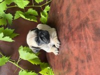 HAMBURGER SURAT PUG MOBS BEBEKLERİMİZ