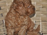 Toy Poodle Bebekler