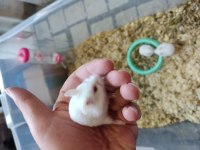 Çok Tatlı Minnak Yavru Hamster Çeşitleri Hamster