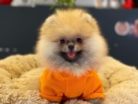 Yavru köpeğimiz pomeranian boo