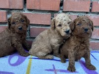SHOW GÜZELLİKTE SAFKAN TOY POODLE YAVRULAR
