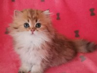 Full şecereli golden british longhair dişi