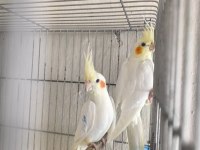 İri boy lutino kırmızı göz alıştırmalık sultan papağanı