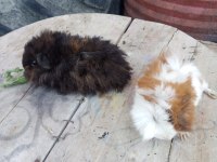 Sütten kesilen guinea pig bebekler