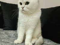 Scottish fold dişi