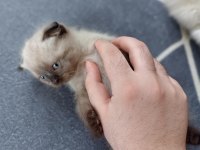 Harika Kirli Beyaz Scottish Fold